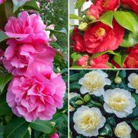 See more information about the Camellia Japonica Collection - 3x Plants