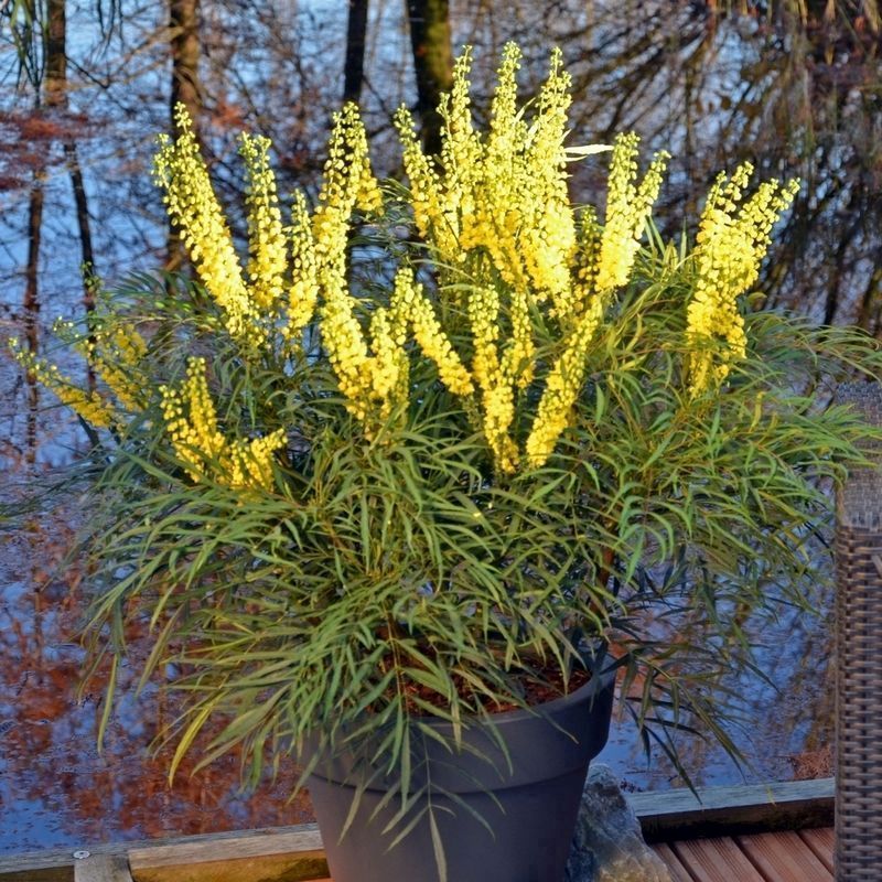 Mahonia Eurybracteata 'Soft Caress' - Single Established Plant