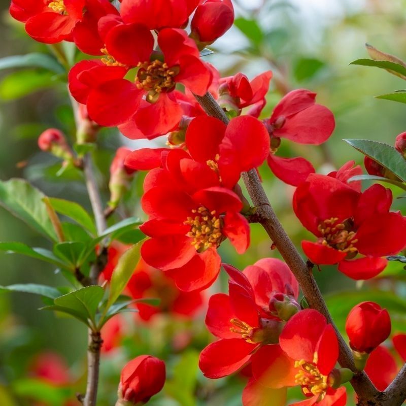 Flowering Ornamental Quince Chaenomeles X Superba 'Orange Trail' 1x Est. Plant