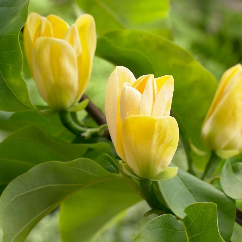 Magnolia X Brooklynensis 'Yellow Bird' - Single Established Plant