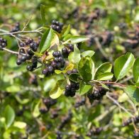 See more information about the Chokeberry Aronia Arbutifolia 'Viking' - Single Established Plant