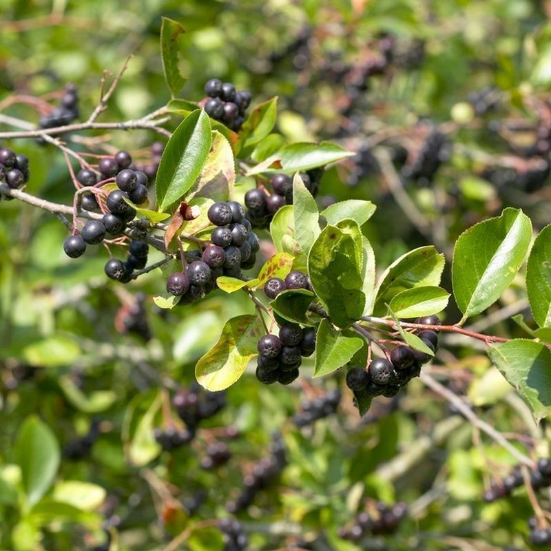 Chokeberry Aronia Arbutifolia 'Viking' - Single Established Plant
