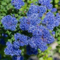 See more information about the Ceanothus Thyrs. Repens 9cm - 3x Established Plants