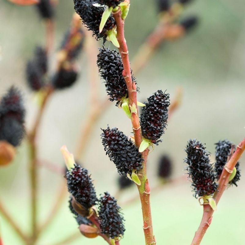 Salix Gracilistyla 'Melanostachys' 9cm - 3x Established Plants