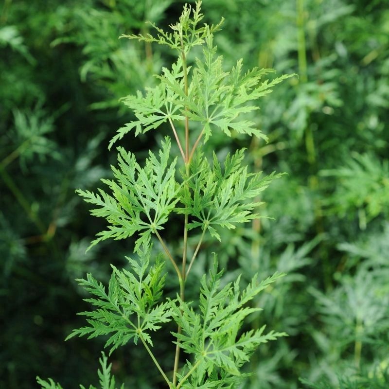 Acer Palmatum 'Emerald Lace' - Single Established Plant
