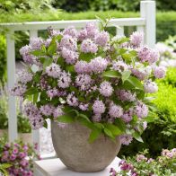 See more information about the Deutzia Raspberry Sundae