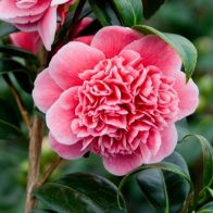 See more information about the Camellia Williamsii Volunteer - Single Established Plant