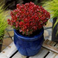 See more information about the Berberis Thunb. 'Lutin Rouge'