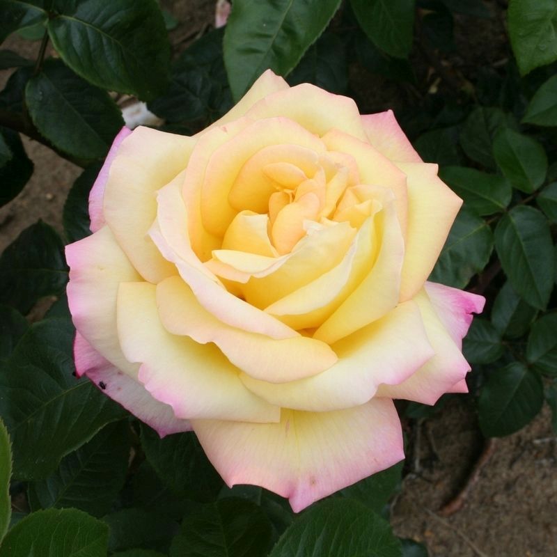 The 'Peace' Rose