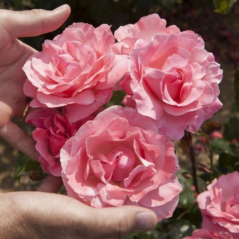 Rose 'Queen Elizabeth' - Single Potted Plant