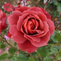 See more information about the Premium Bush Rose 'Hot Chocolate'