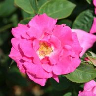 See more information about the Climbing Rose 'Zephirine Drouhin'