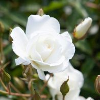 See more information about the Rose 'Iceberg' - Single Established Plant