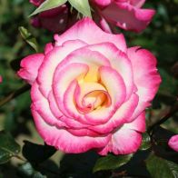 See more information about the Climbing Rose 'Handel'