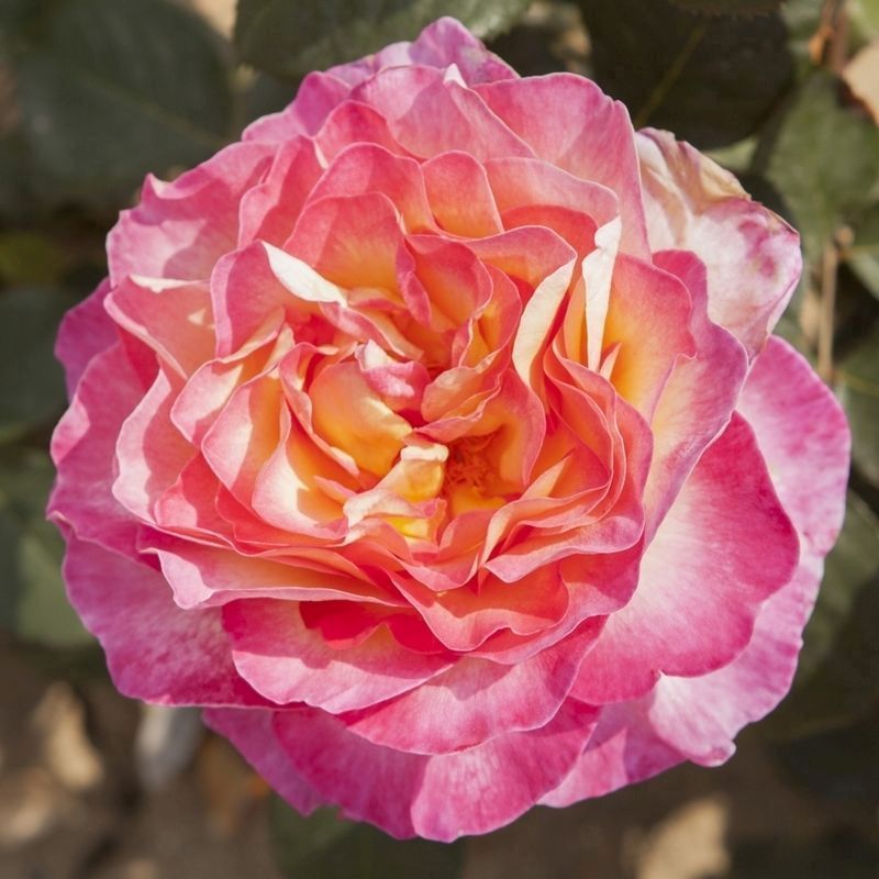 Rose Gorgeous - Single Established Plant