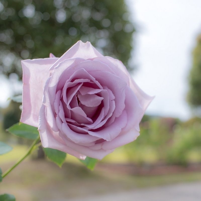 Rose 'Blue Moon' Bare Root - Single Bare Root Plant