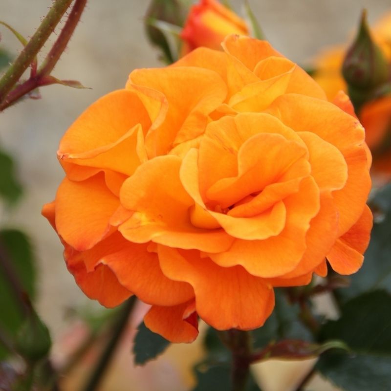 Rose Precious Amber in a 3L Pot - Single Potted Plant