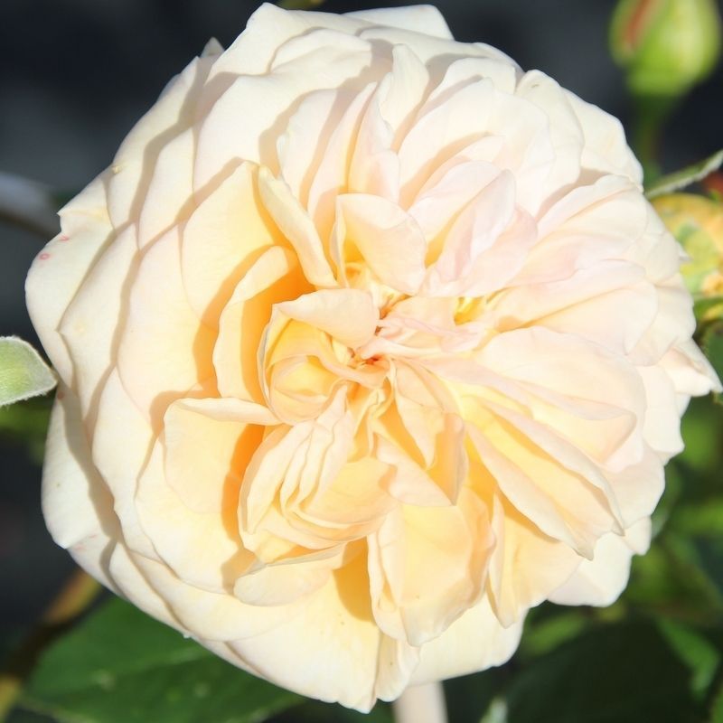 Rose 'Timeless Cream' - Single Potted Plant