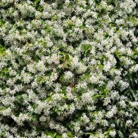 See more information about the Star Jasmine Trachelospermum Jasminoides - Single 2-Year-Old Plant