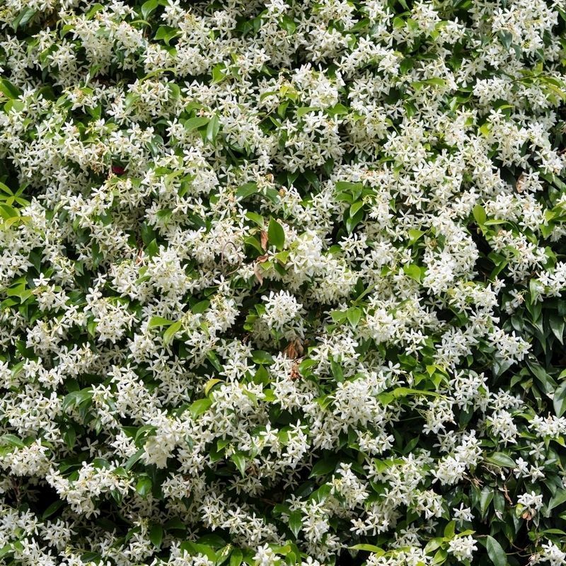 Star Jasmine Trachelospermum Jasminoides - Single 2-Year-Old Plant