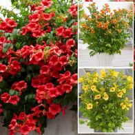 See more information about the Campsis 'Summer Jazz' Trumpet Vine Collection - 3x Established Grafted Plants