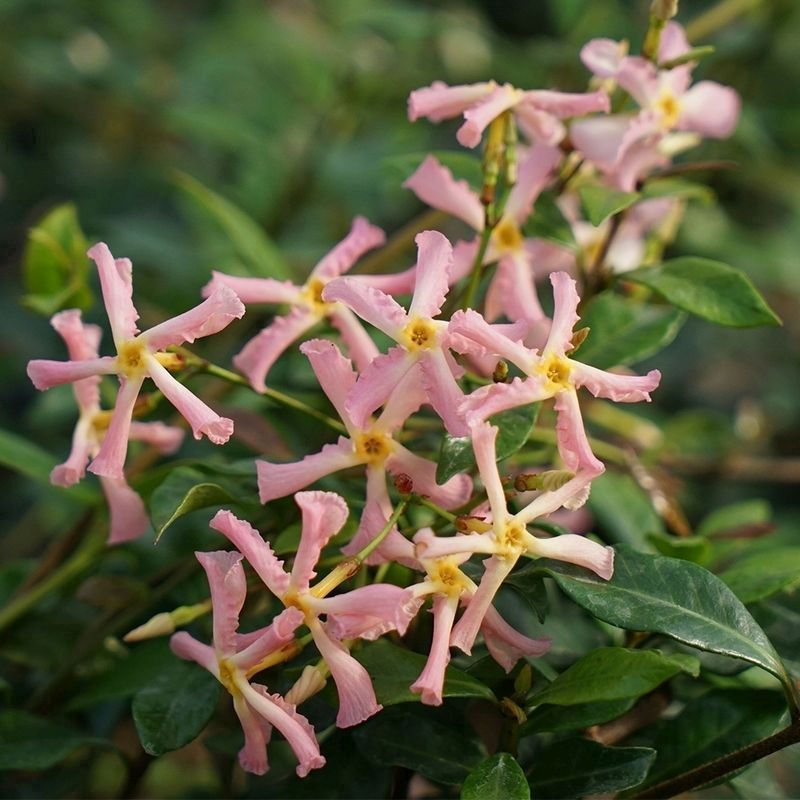 Trachelospermum Asiaticum Star Jasmine 'Pink' - Single Established Plant