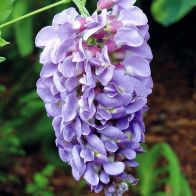 See more information about the Wisteria Amethyst Falls 15cm