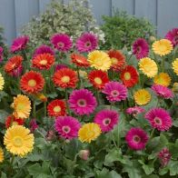 See more information about the Hardy Gerbera 'Garvinea' Sweet Collection