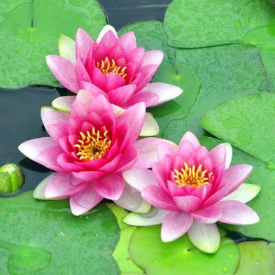 See more information about the Water Lily Planting Kit - Pink