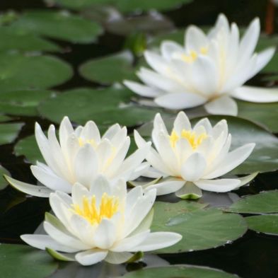 See more information about the Water Lily Planting Kit - White