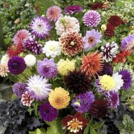See more information about the Mixed Dahlias - Hybridisers Mix - Tubers