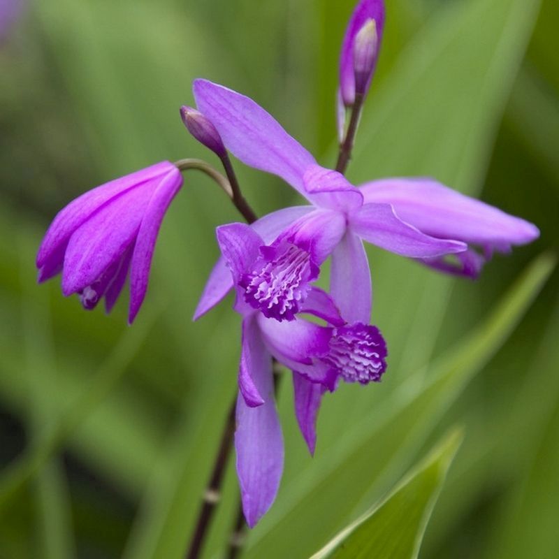 Bletilla Striata Hyacinth Orchid