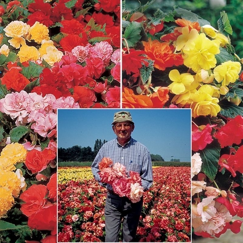 Belgian Giant Begonias - 10 Upright and 10 Trailers