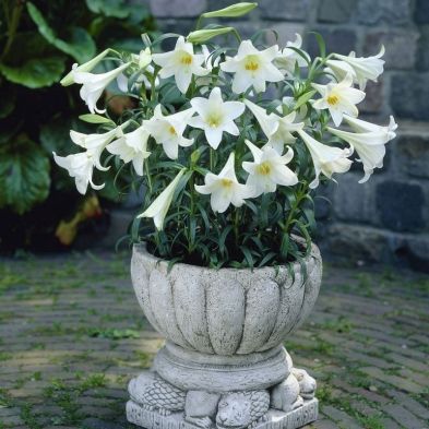 See more information about the Longiflorum Lily 'White Heaven' - 10x Bulbs