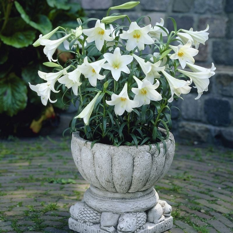 Longiflorum Lily 'White Heaven' - 10x Bulbs