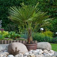 See more information about the Hardy Fan Palm Trachycarpus Fortunei - Single Established Potted Plant