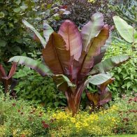 See more information about the Ensete Ventricosum 'Maurelii' - Red Abysinnian Banana - Single Potted Plant