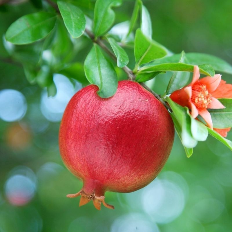 Hardy Pomegranate Bush - Single Established Bush