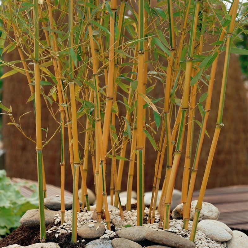 Yellow Bamboo Phyllostachys Aureosulcata 'Spectabilis' - Single Potted Plant