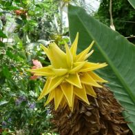 See more information about the Musella Lasiocarpa - Hardy Golden Lotus Banana - Single Well-Established Plant