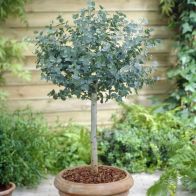 See more information about the Eucalyptus Gunnii Standard Tree 80-100cm Tall in a 3L Pot