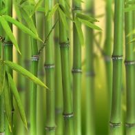 See more information about the Phyllostachys Bissetti - Green Bamboo - Pot Grown Plant