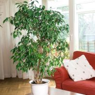 See more information about the Ficus Benjamina Exotica 'Weeping Fig' 90cm Plant in a 21cm Pot