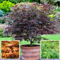 See more information about the Japanese Maple Acer Collection