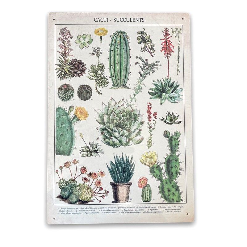 Vintage Cacti & Succulents Sign Metal Wall Mounted - 42cm