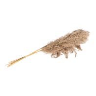 See more information about the Naturally Dried Pampass Grass Stem 79cm