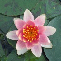 See more information about the Anglo Aquatics Nymphaea Aurora 1 Litre
