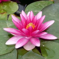 See more information about the Anglo Aquatics Nymphaea Charles De Meurville 1 Litre