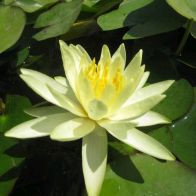 See more information about the Anglo Aquatics Nymphaea Colonel A J Welch 1 Litre