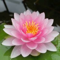 See more information about the Anglo Aquatics Nymphaea Darwin (Hollandia) 1 Litre